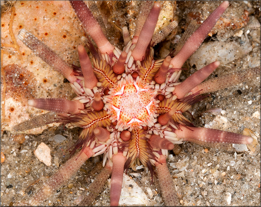 Eucidaris tribuloides Lamarck, 1816 Slate Pencil Urchin