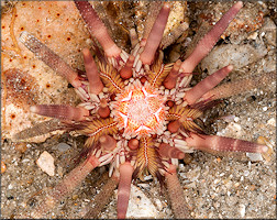 Eucidaris tribuloides Lamarck, 1816 Slate Pencil Urchin