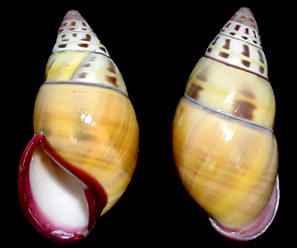 Amphidromus latestrigatus consobrinus Schepman, 1892