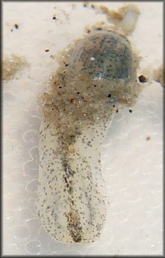 Haminoea succinea (Conrad, 1846) Amber Glassy-bubble