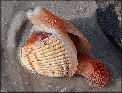 Dinocardium robustum (John Lightfoot, 1786) Atlantic Giant Cockle