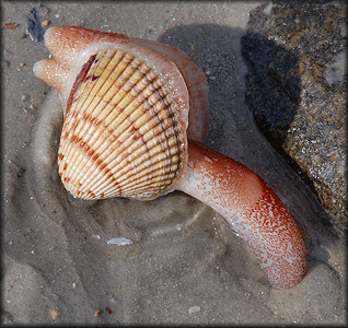 Dinocardium robustum (John Lightfoot, 1786) Atlantic Giant Cockle