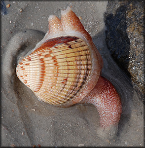 Dinocardium robustum (John Lightfoot, 1786) Atlantic Giant Cockle