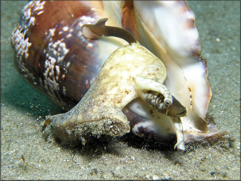 Lobatus raninus (Gmelin, 1791) Hawkwing Conch Living Animal