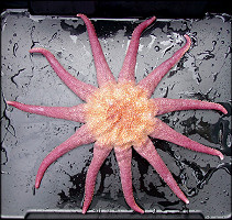 Solaster species C "Aleutian Sun Star"