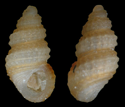 Simulamerelina caribaea (d'Orbigny, 1842)