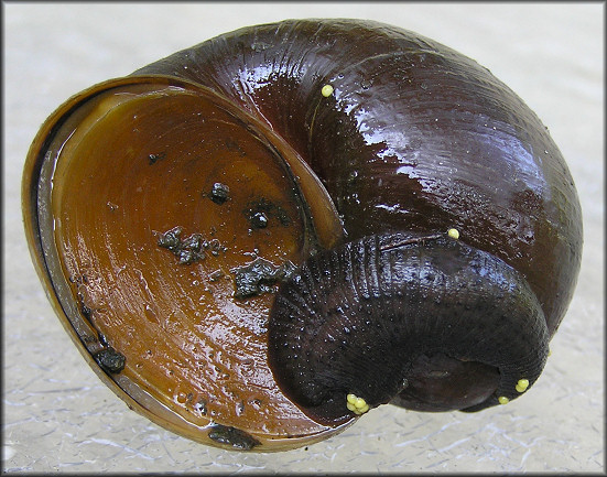 Pomacea canaliculata (Lamarck, 1822) With Leech And Leech Eggs