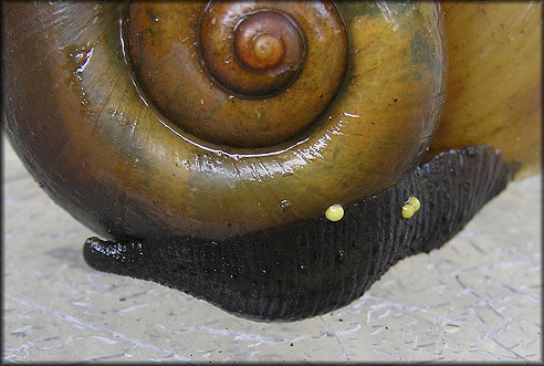 Pomacea canaliculata (Lamarck, 1822) With Leech And Leech Eggs