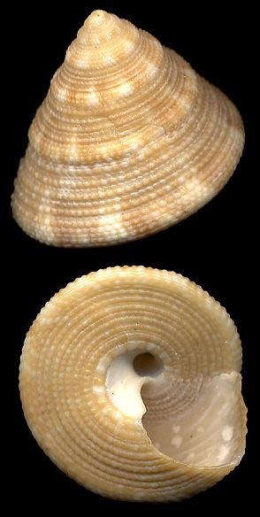 Calliostoma adelae Schwengel, 1951 Keys Topsnail