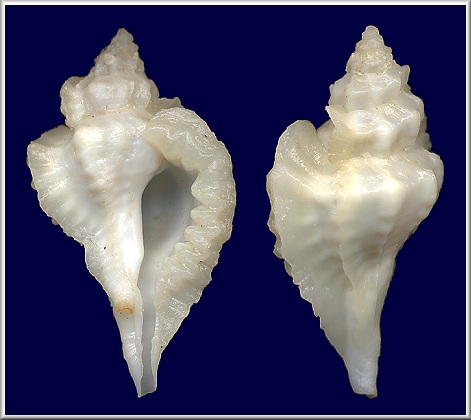 Eupleura sp. - Albinistic