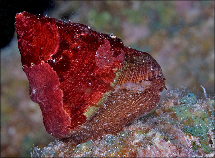 Calliostoma jujubinum (Gmelin, 1791) Mottled Topsnail In Situ