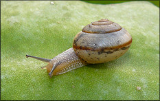 Bradybaena similaris (Frussac, 1821) Asian Tramp Snail