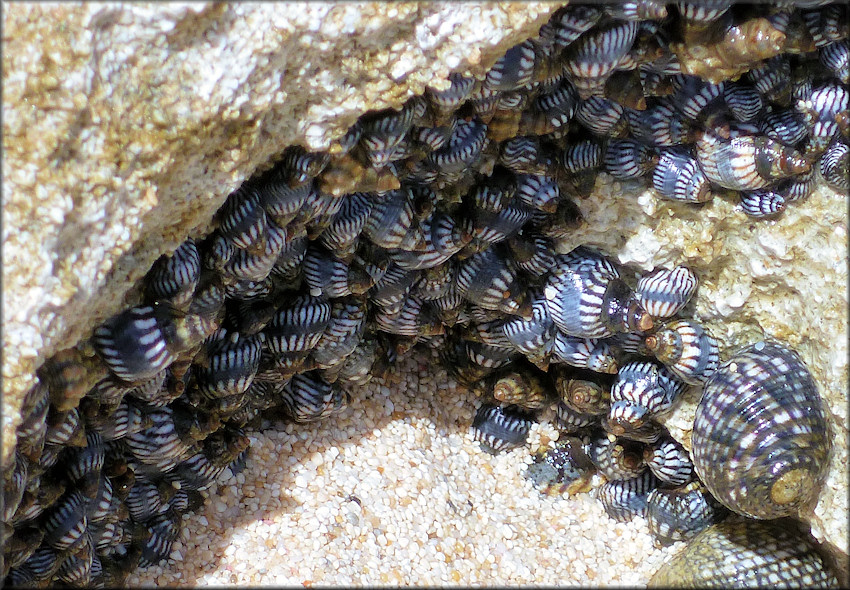 Echinolittorina interrupta (C. B. Adams in Philippi, 1847)