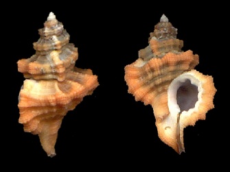 Cymatium (Turritriton) labiosum (Wood, 1828)