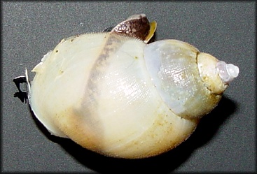 Buccinum aleuticum Dall,1895