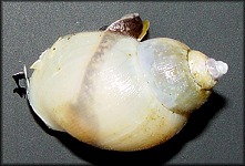 Buccinum aleuticum Dall,1895