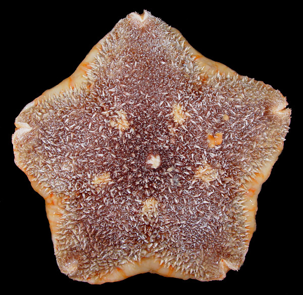 Diplopteraster multipes (Sars, 1865) "Pincushion Star"