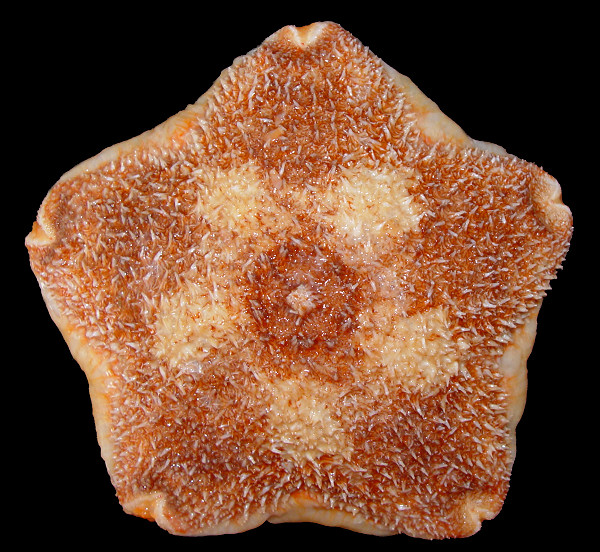 Diplopteraster multipes (Sars, 1865) "Pincushion Star"