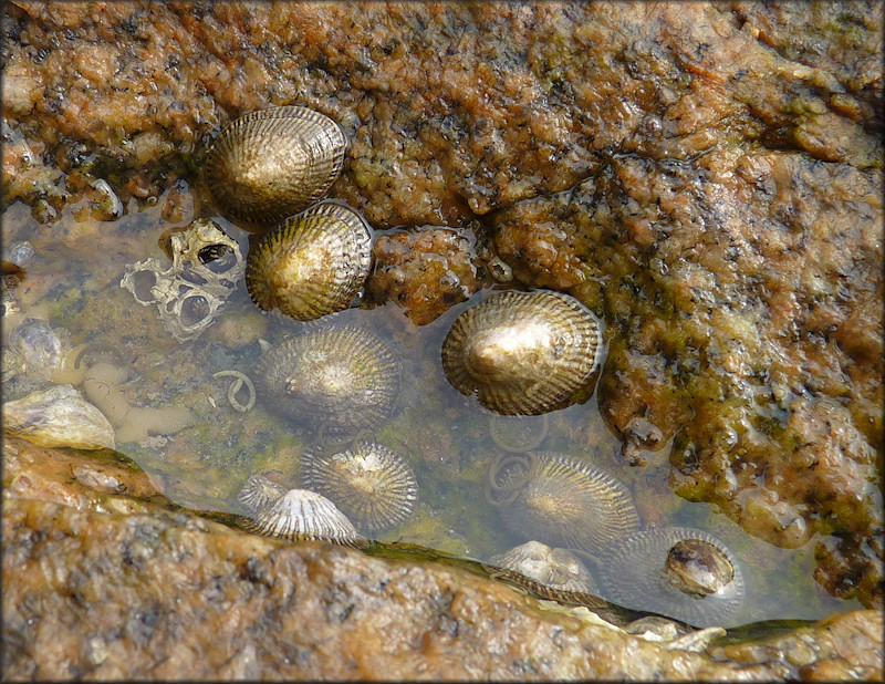 Siphonaria naufragum Stearns, 1872 American Striped Falselimpet In situ