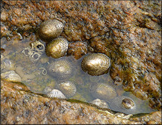 Siphonaria naufragum Stearns, 1872 American Striped Falselimpet In situ