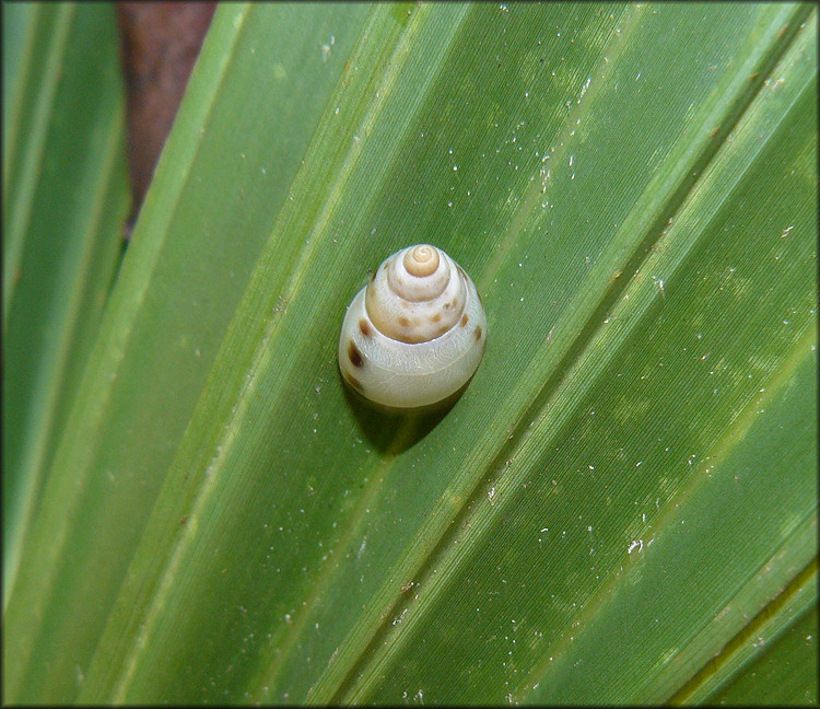 Drymaeus dormani (W. G. Binney, 1857) Manatee Treesnail In Situ