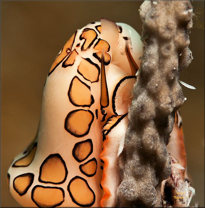 Cyphoma gibbosum (Linnaeus, 1758) Flamingo Tongue Feeding