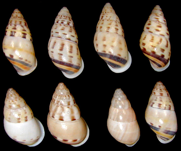 Amphidromus xiengensis Morlet, 1891