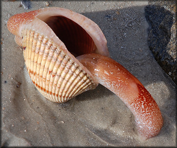 Dinocardium robustum (John Lightfoot, 1786) Atlantic Giant Cockle