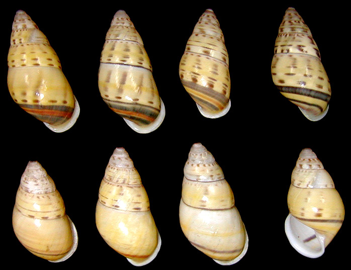 Amphidromus xiengensis Morlet, 1891