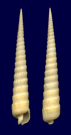 Terebra floridana Dall, 1889 Yellow Auger