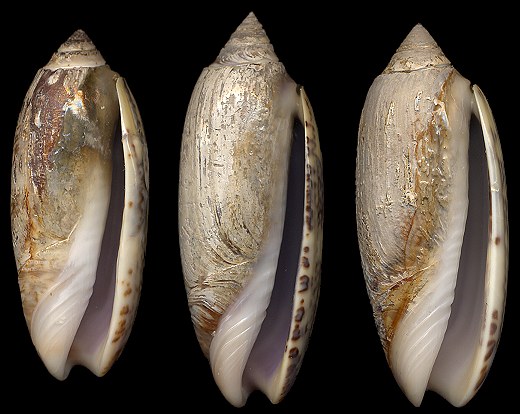 Oliva sayana Ravenel, 1834 Mud Colony Specimens