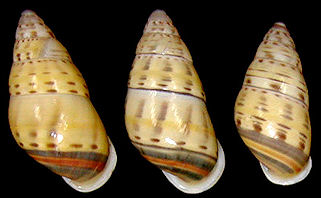 Amphidromus xiengensis Morlet, 1891