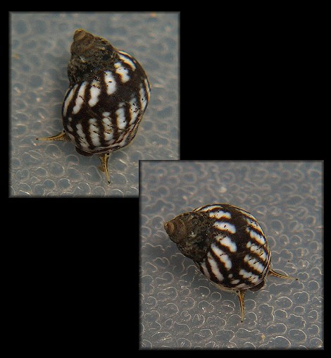 Echinolittorina placida Reid, 2009 Interrupted Periwinkle