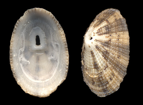 Diodora cayenensis (Lamarck, 1822) Cayenne Keyhole Limpet