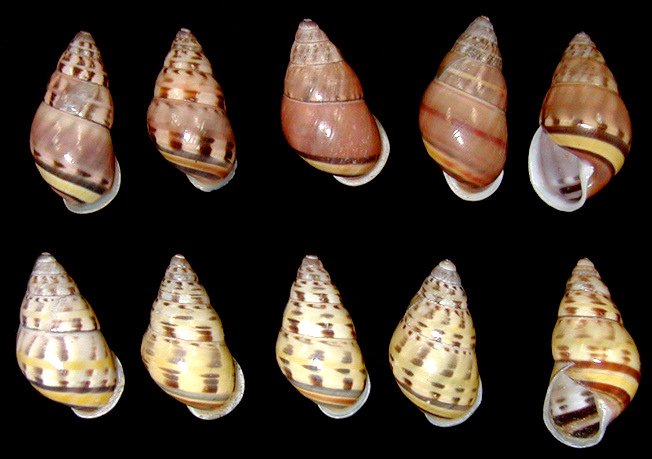 Amphidromus areolatus (L. Pfeiffer, 1861)