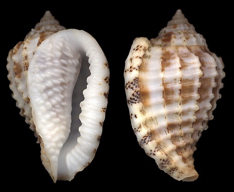 Morum cancellatum (G. B. Sowerby I, 1825)