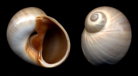 Natica livida L. Pfeiffer, 1840 Livid Moonsnail