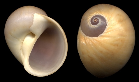 Naticarius canrena (Linnaeus, 1758) Colorful Moonsnail