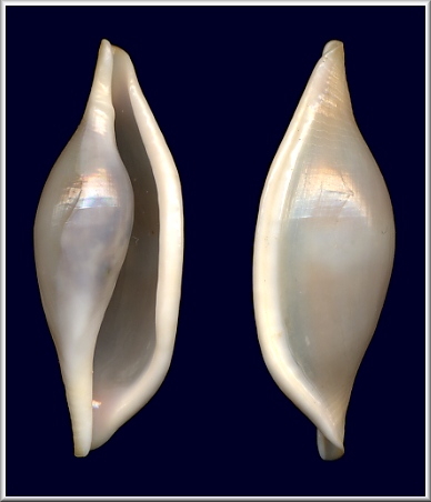 Pseudocyphoma cf. intermedium (G. B. Sowerby I, 1828)