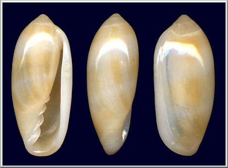 Volvarina avena (Kiener, 1834) Orange-band Marginella