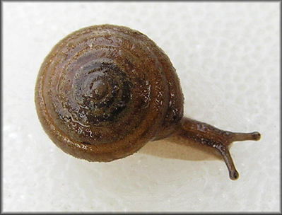 Euchemotrema leai (A. Binney, 1841) Lowland Pillsnail