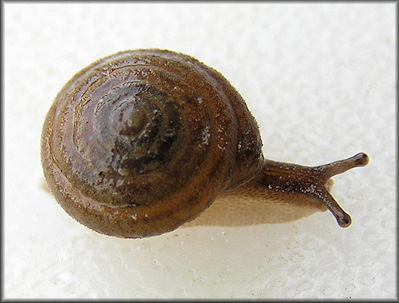 Euchemotrema leai (A. Binney, 1841) Lowland Pillsnail