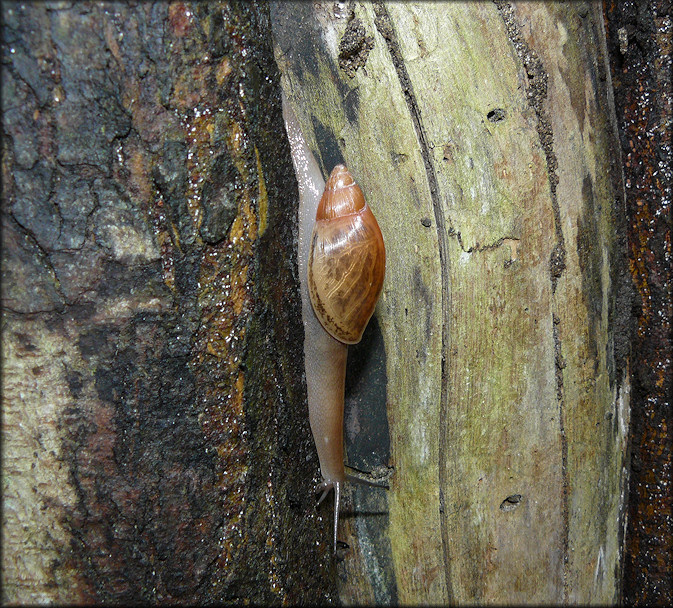 Euglandina rosea (Frussac, 1821) Rosy Wolfsnail - Page Four