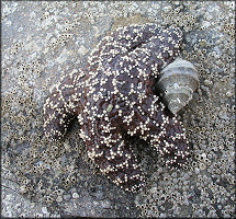 Nucella lamellosa (Gmelin, 1791) Frilled Dogwinkle