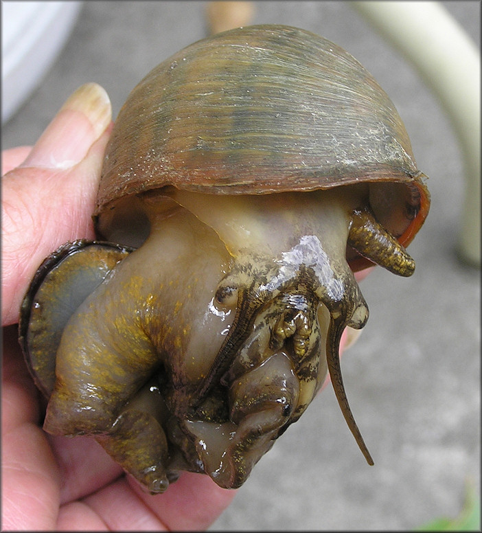 Pomacea maculata found mating in the small ditch/creek on 6/20/2012