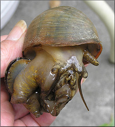 Pomacea maculata found mating in the small ditch/creek on 6/20/2012