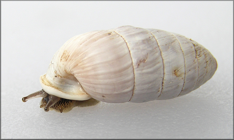 Cerion casablancae Bartsch, 1920  X Cerion incanum (A. Binney, 1851) Hybrids