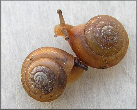 Praticolella jejuna (Say, 1821) Florida Scrubsnail