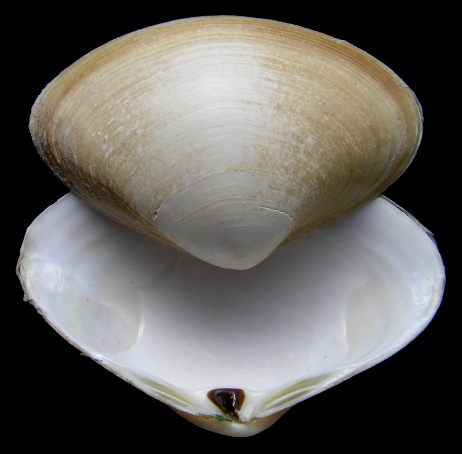 Spisula raveneli (Conrad, 1831) Southern Surfclam