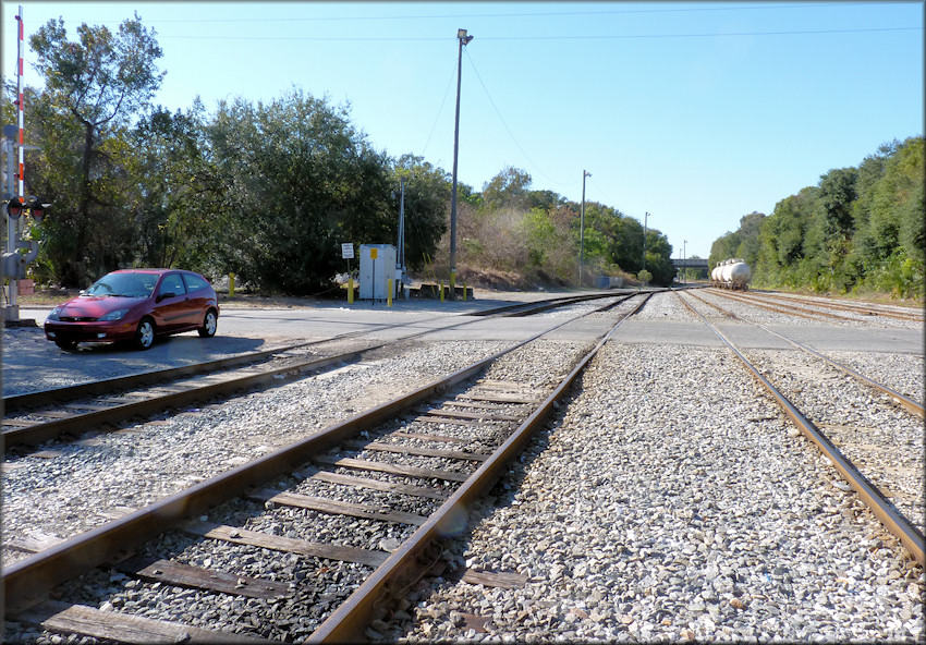 Bulimulus sporadicus (d’Orbigny, 1835) At The Buckman Street Railroad Crossing (12/9/2014)